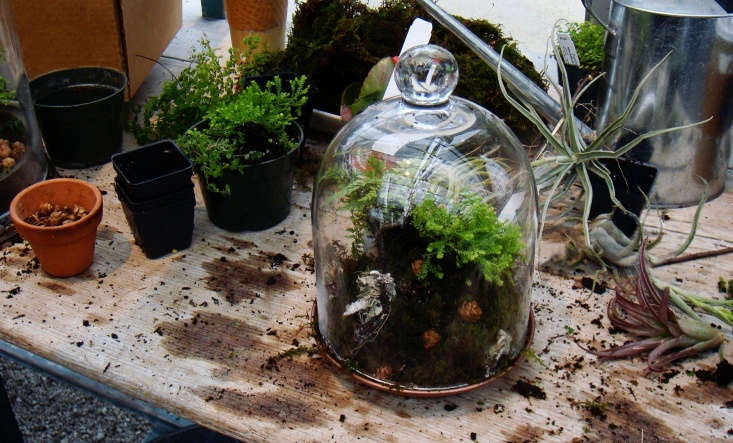 When Terrariums Go Bad 6 Tips for Troubleshooting Mold Yecch