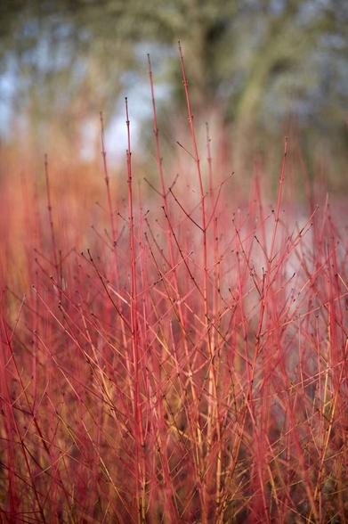 Landscape Ideas: Blazing Color with Red Twig Dogwood, 5 Ways - Gardenista