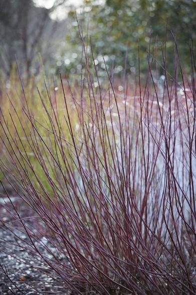 Red Twig Dogwood - Heyden's Gardens