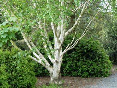 Paper Birch Trees for Sale at Arbor Day's Online Tree Nursery - Arbor Day  Foundation