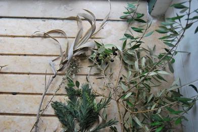 Fresh/dry Olive Branches Olive Branch Olive Branch Decor 
