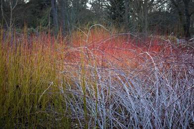 Red Twig Dogwood - Heyden's Gardens