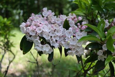 https://www.gardenista.com/ezoimgfmt/media.gardenista.com/wp-content/uploads/2018/03/mountain-laurel-kalmia-latifolia-stephen-horvath-flickr-733x489.jpg?ezimgfmt=rs:392x262/rscb9/ng:webp/ngcb8