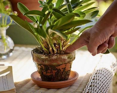 How to Save a Dying Houseplant