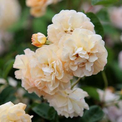 Everything You Need to Know About Roses - Gardenista