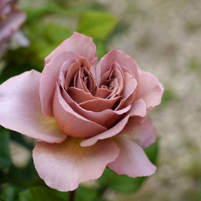 Everything You Need to Know About Roses - Gardenista