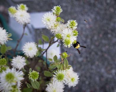 Native Plants for Nesting Birds: Top 12 Picks