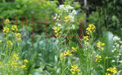 Edible Flowers, Root Grow Bloom