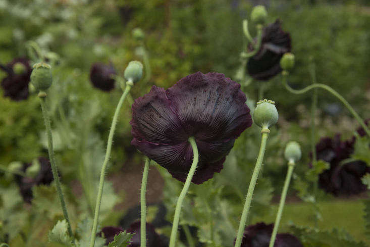 black opium flower