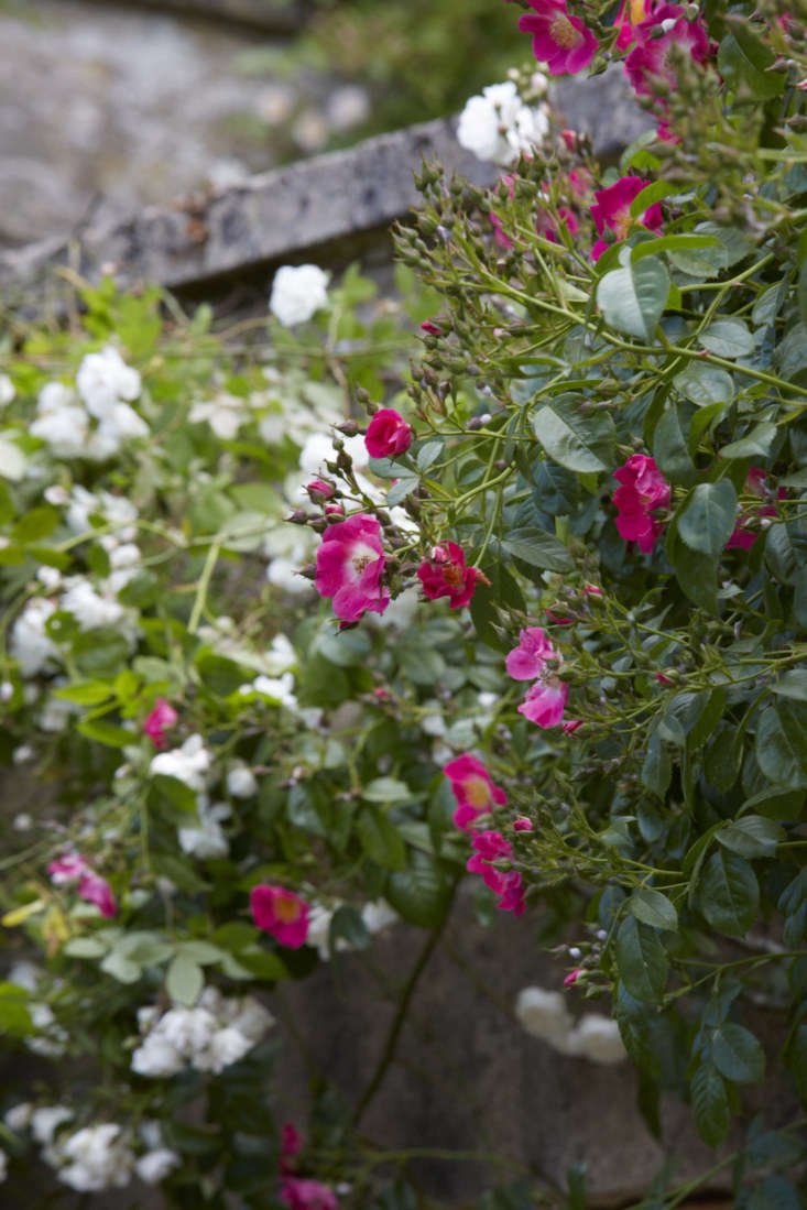 Round Covered outlet Vegetable Rampler Rose