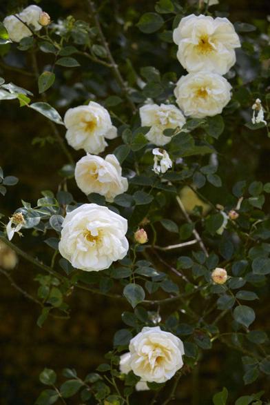 Everything You Need to Know About Roses - Gardenista