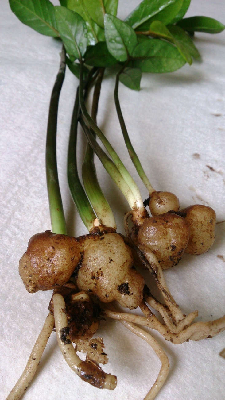 zz plant root bulb