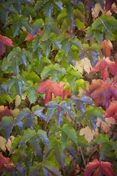 Boston Ivy • Plant of the Month, October 2019