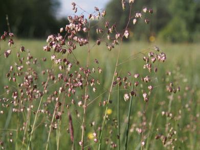 Plant Diary - Mary's Grass