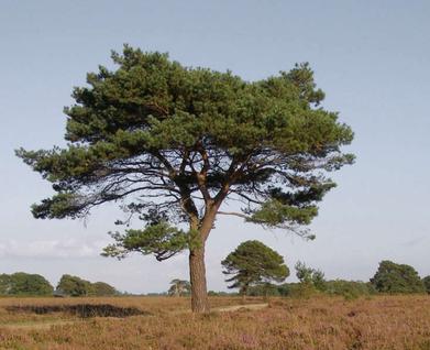 Gardening 101: Scots Pine Tree - Gardenista