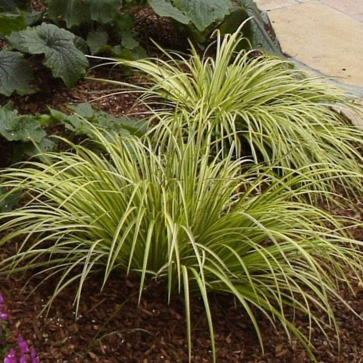Gardening 101 Japanese Sweet Flag Grass Gardenista