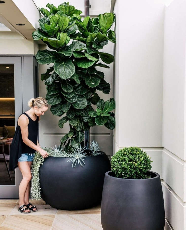 Fiddle fashion Fig leaf 2