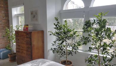 indoor lime tree