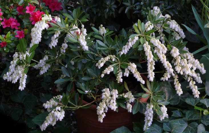 Pour en savoir plus sur cet arbuste à fleurs, voir Jardinage \10\1 : Arbuste muguet.  La photographie de Pieris japonica 'Temple Bells' est de James Gaither via Flickr.