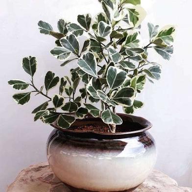 Grey Round Triangle Outdoor Pot, Medium