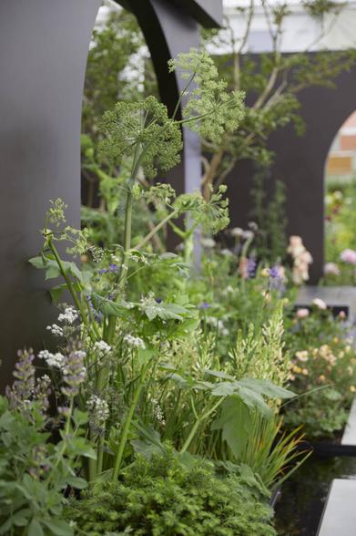 See Mothers for Mothers garden Polly Wilkinson All About Plants Show gardens  at RHS Chelsea Flower Show 2022 / RHS Gardening