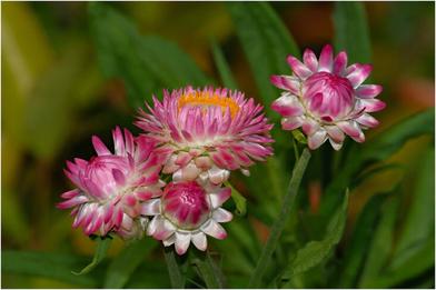 HOW to PLANT and GROW STRAWFLOWERS plus TIPS for growing