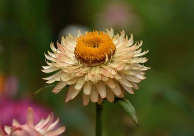 The awesomeness of strawflowers, in the garden and beyond