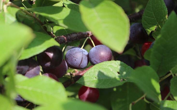 Beach Plum: A Resilient Native Shrub for Flowers, Fruit, and Gin -  Gardenista