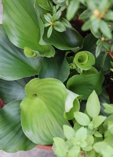 Sand Ginger An Unusual Herb To Grow And Eat At Home Gardenista