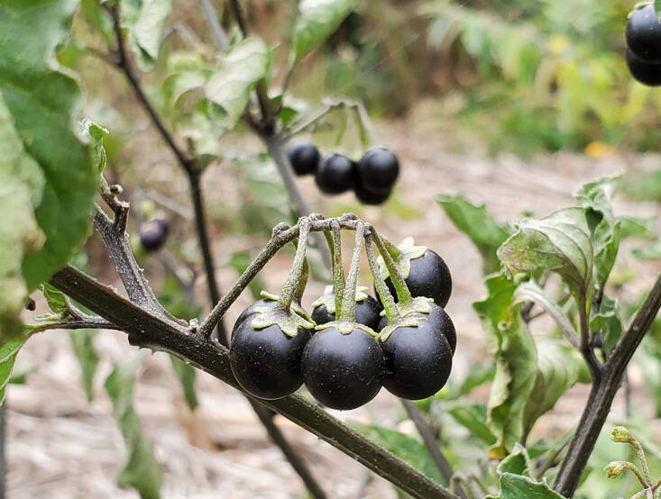 Black nightshade is not poisonous to humans it has edible leaves and ripe berries
