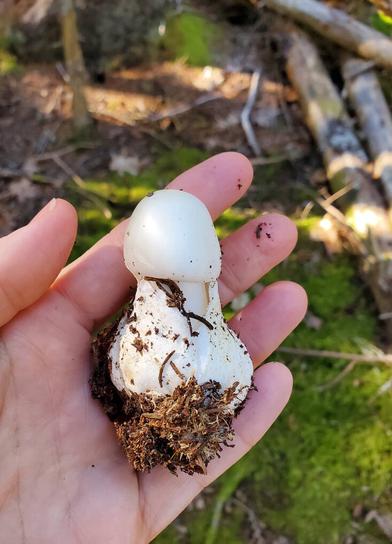 fake-matsutake - Modern Forager