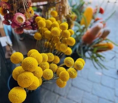 Dried Floral Button Flowers - Colors