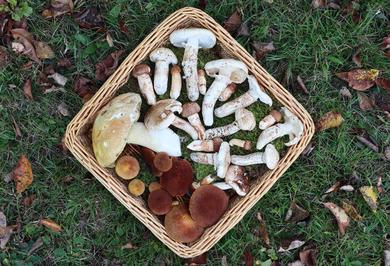 fake-matsutake - Modern Forager