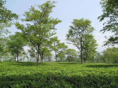 How to Make Loose Leaf Tea - Tea Brewing Methods - In Pursuit of Tea