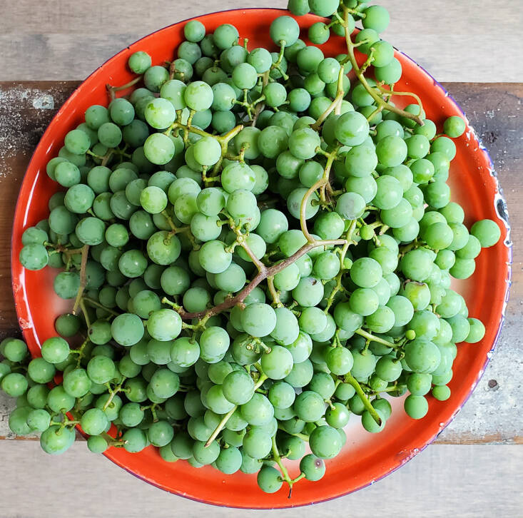 Sour Grapes: An Under-Appreciated Ancient Ingredient - Gardenista