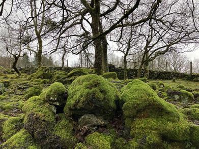 Moss Wall Creation Consultation – Gardenista Jax