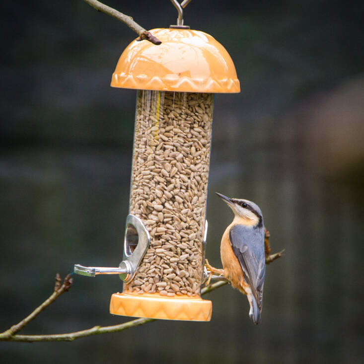 In Praise of Hulled Sunflower Seeds the MVP of Bird Food