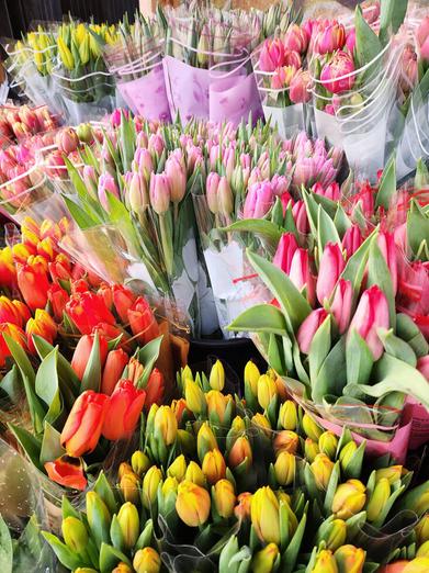 Fresh Tulips:Field Tulips Growers Choice