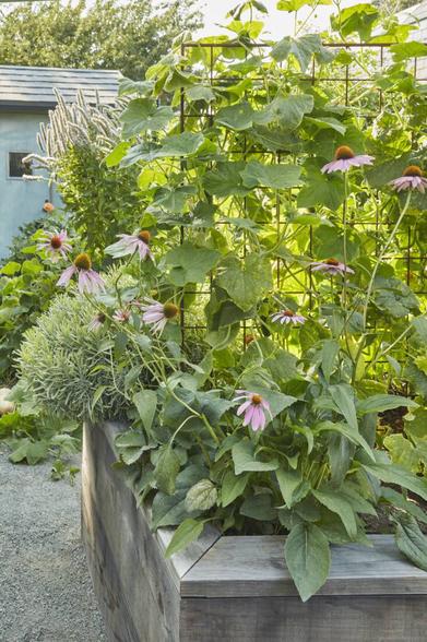 10 Perennial Edible Climbing Vines for productive gardens