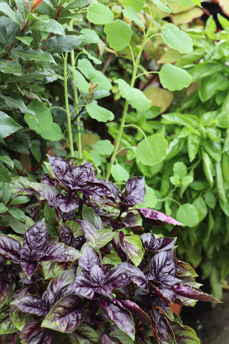 10 Herbs to Grow in Shade Not an Oxymoron Gardenista