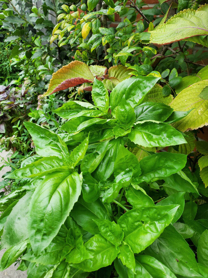 10 Herbs to Grow in Shade Not an Oxymoron Gardenista