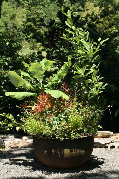 Native Plant pot size
