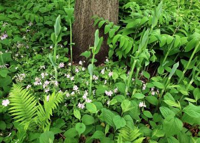 Using Keystone Species in the Midwestern Garden 