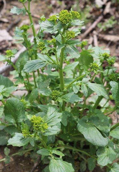 Creasy Greens (Upland Cress, Winter Cress)