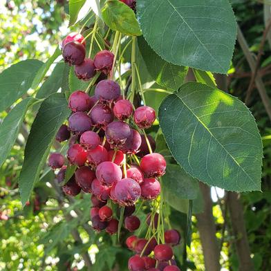 Juniper: A Native Spice on a Tree Near You Web Story - Gardenista