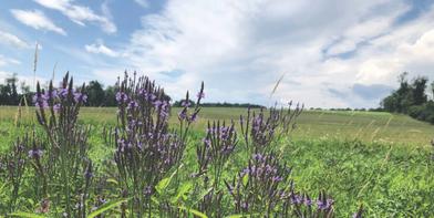 Nature-Based Gardening: 12 Tips from Perfect Earth Project