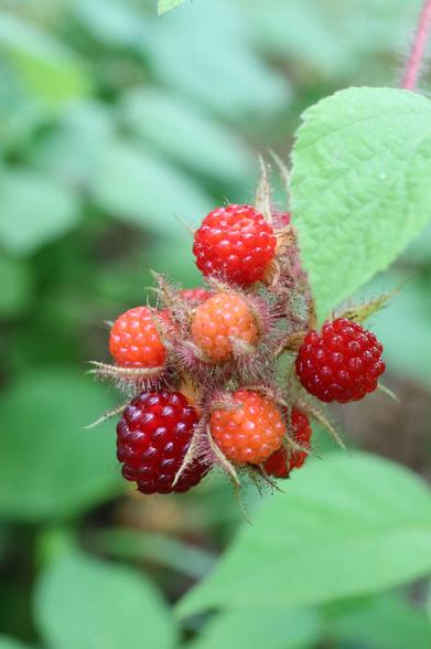 https://www.gardenista.com/ezoimgfmt/media.gardenista.com/wp-content/uploads/2023/07/wineberry-july-marie-viljoen-733x1100.jpg?ezimgfmt=rs:392x588/rscb9/ng:webp/ngcb8