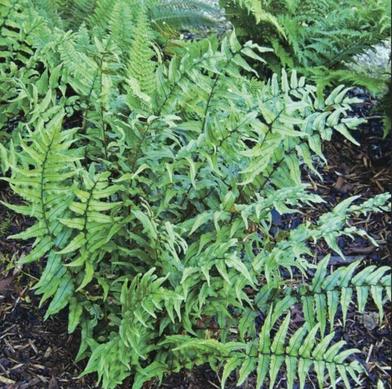 Make the Easiest Fern Garland — ever – Willowday