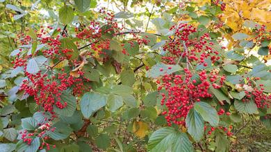 Red Berries Brighten Fall Landscapes - Long after the showy leaves  associated with autumn have faded or fallen, plants with colorful berries  continue to brighten the countryside