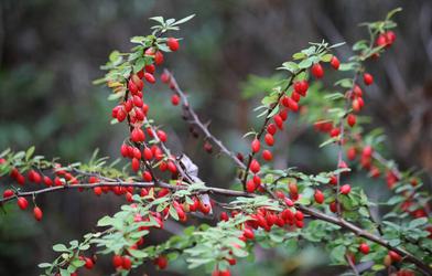 Red Berries Brighten Fall Landscapes - Long after the showy leaves  associated with autumn have faded or fallen, plants with colorful berries  continue to brighten the countryside